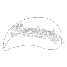 Morpho caterpillar drawing black and white clipart
