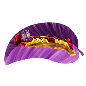 Morpho caterpillar vector