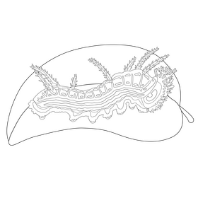 California sister caterpillar drawing black and white clipart