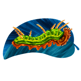 California sister caterpillar vector