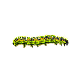 Cabbage white caterpillar clipart