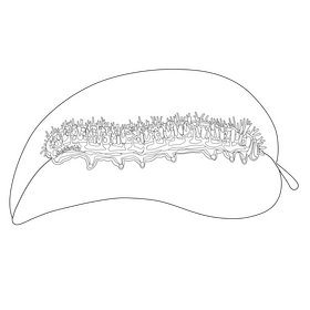 Cabbage white caterpillar drawing black and white clipart