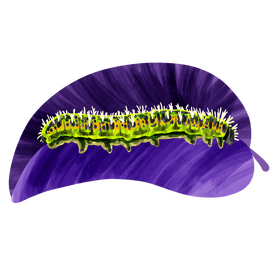 Cabbage white caterpillar vector
