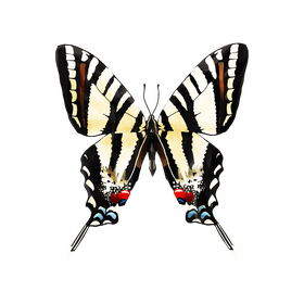 Swallowtail butterfly clipart