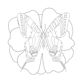 Swallowtail butterfly drawing black and white clipart