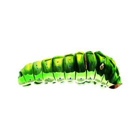 Tiger swallowtail caterpillar clipart