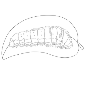 Tiger swallowtail caterpillar drawing black and white clipart