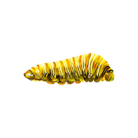 Swallowtail caterpillar clipart