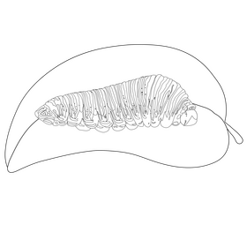 Swallowtail caterpillar drawing black and white clipart