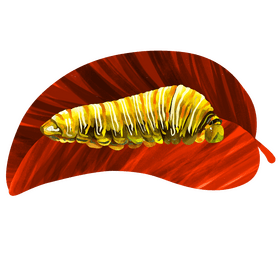 Swallowtail caterpillar vector