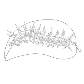 Zebra longwing caterpillar drawing black and white clipart