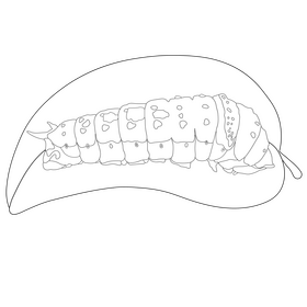 Ulysses caterpillar drawing black and white clipart