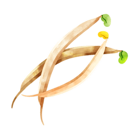 Bean sprout clipart