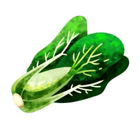 Bok choy clipart