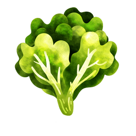 Lettuce clipart