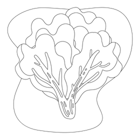 Lettuce drawing black and white clipart