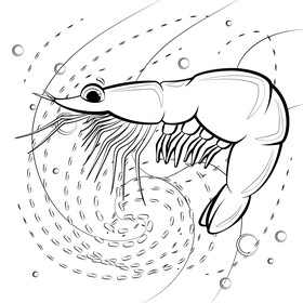 Shrimp cartoon black and white vector