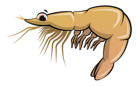 Shrimp cartoon clipart