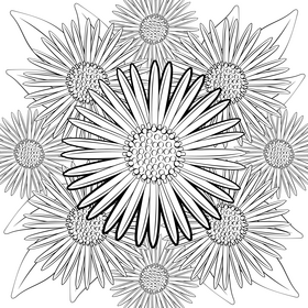 Aster flower black and white vector
