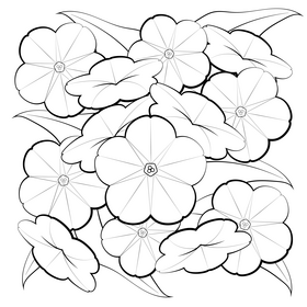 Bush morning glory black and white vector