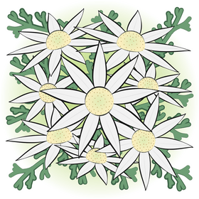 Flannel flower vector