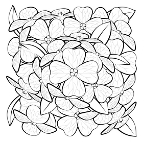 Aubretia flower drawing black and white vector