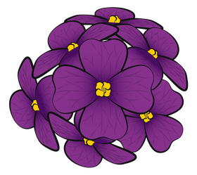 Aubretia flower drawing clipart
