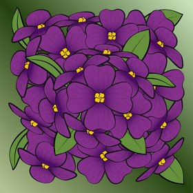 Aubretia flower drawing vector