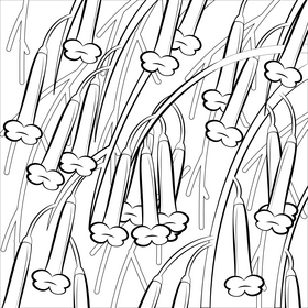 Firecracker plant black and white vector