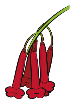 Firecracker plant clipart