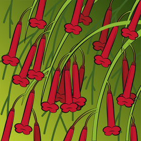 Firecracker plant vector