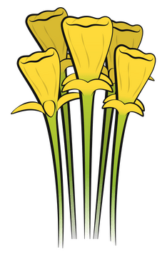 Golden bells flower clipart