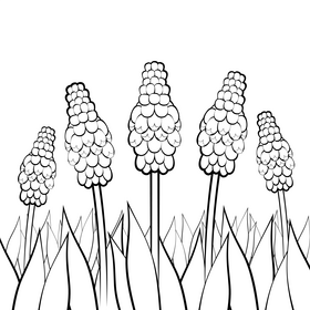 Grape hyacinth flower black and white vector