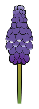 Grape hyacinth flower clipart