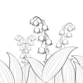 Lily of the valley black and white vector