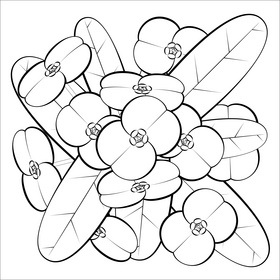 Euphorbia flower black and white vector