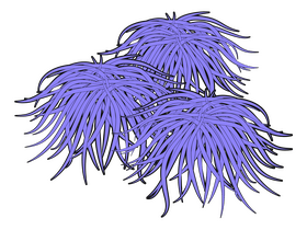 Floss flower clipart