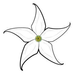 Jaborosa flower clipart