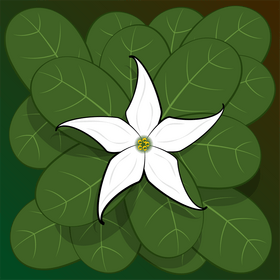 Jaborosa flower vector