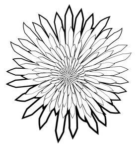Spider mum spray flower black and white clipart