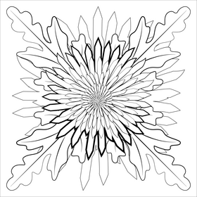 Spider mum spray flower black and white vector