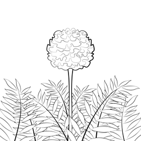Marigold black and white vector