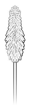 Red hot pokers flower black and white clipart