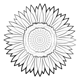 Strawflower black and white clipart