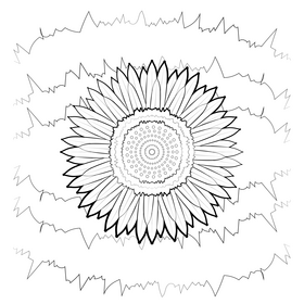 Strawflower black and white vector