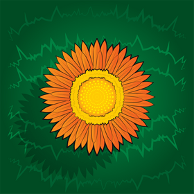 Strawflower vector