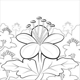 Rock cranesbill flower black and white vector