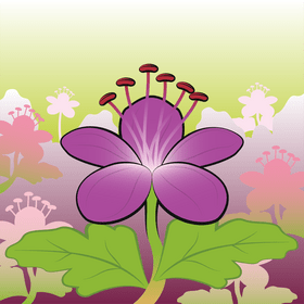 Rock cranesbill flower vector