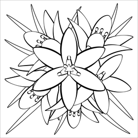 Star of bethlehem black and white vector