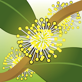 Xylosma plant flower vector